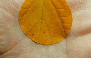Leaf and hand
